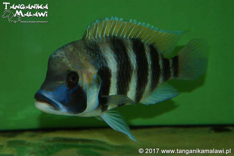 Cyphotilapia frontosa 'Kigoma'